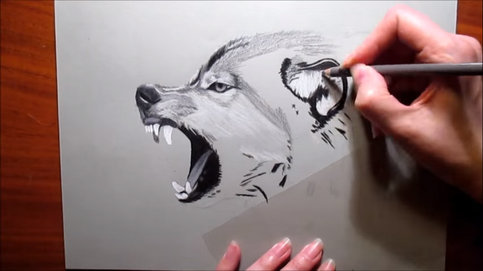 鉛筆だけでリアルなオオカミの絵を描く 衝撃 面白映像 I Like Videos